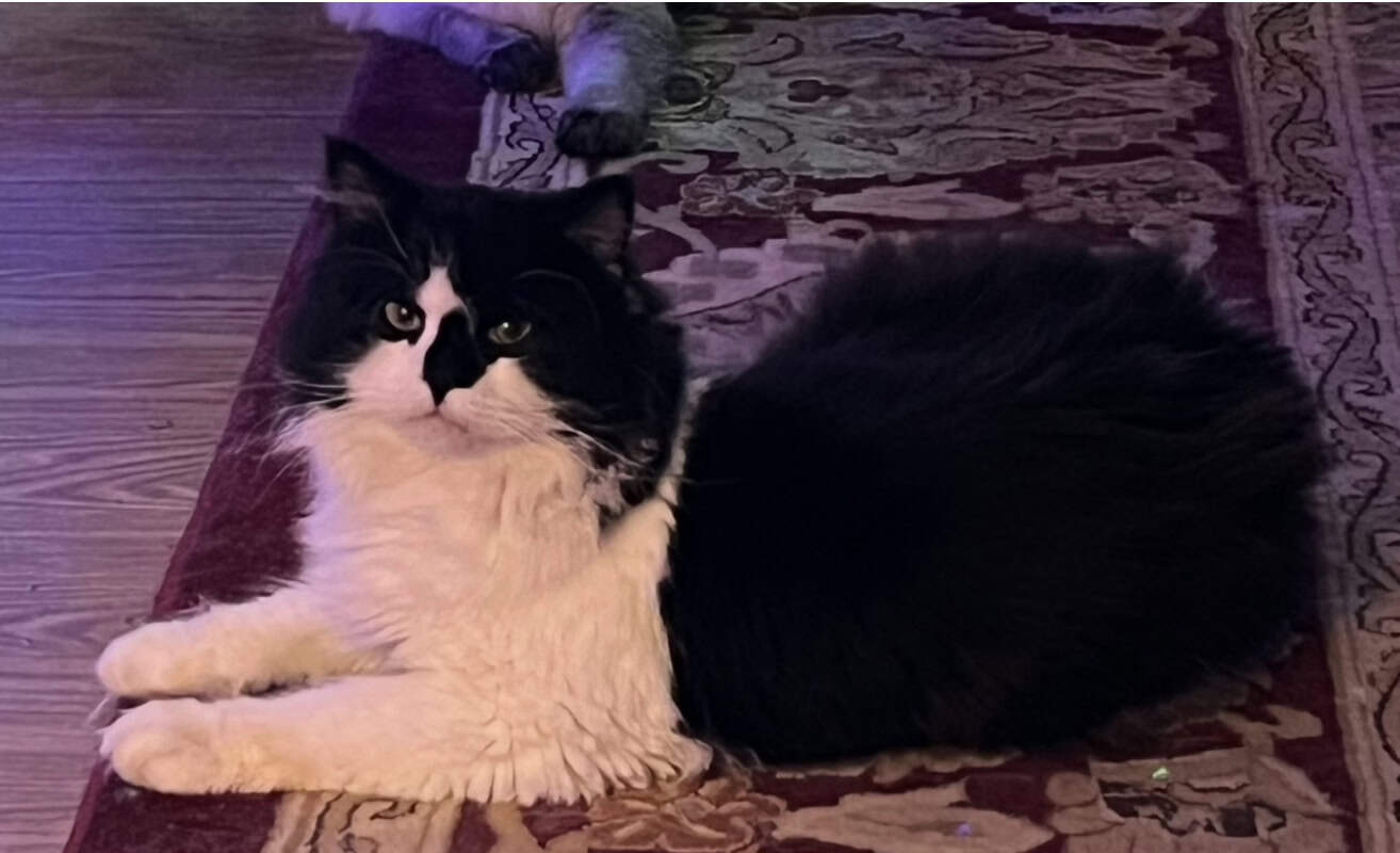 Purebred Ragdoll Male image 2