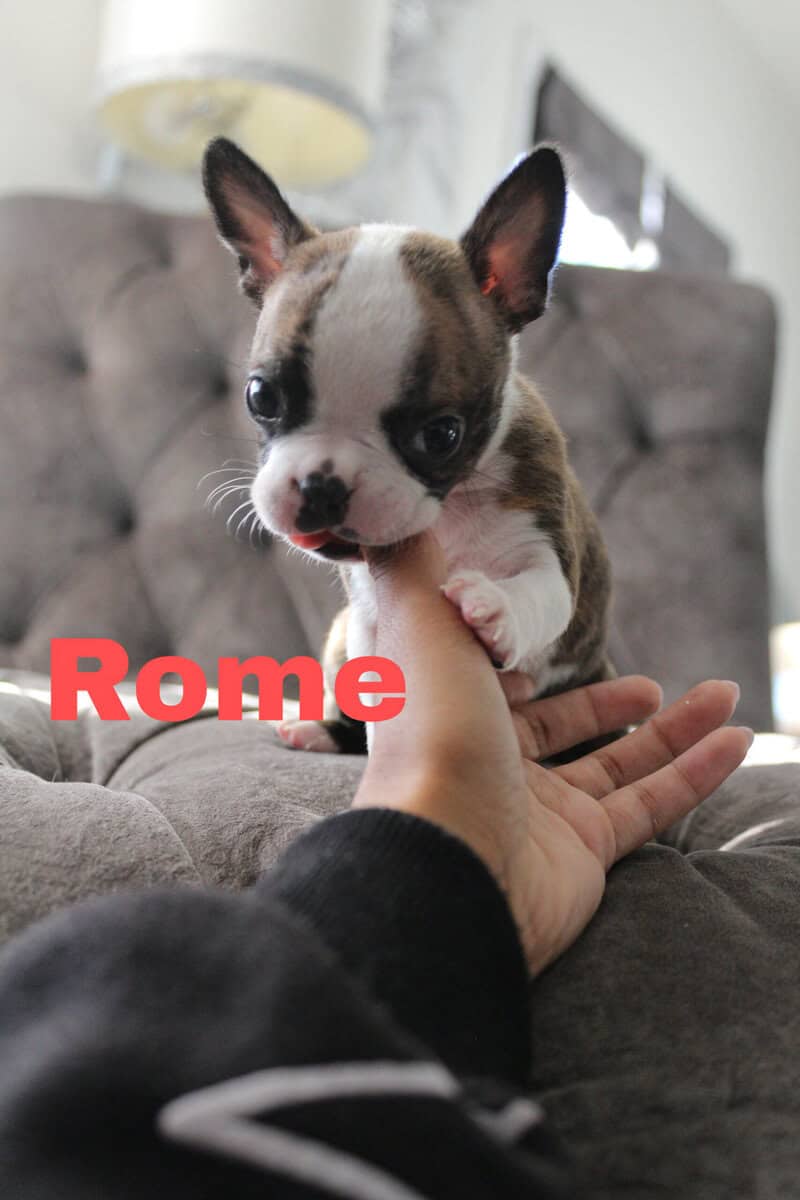 8 Boston Terrier Puppies image 6