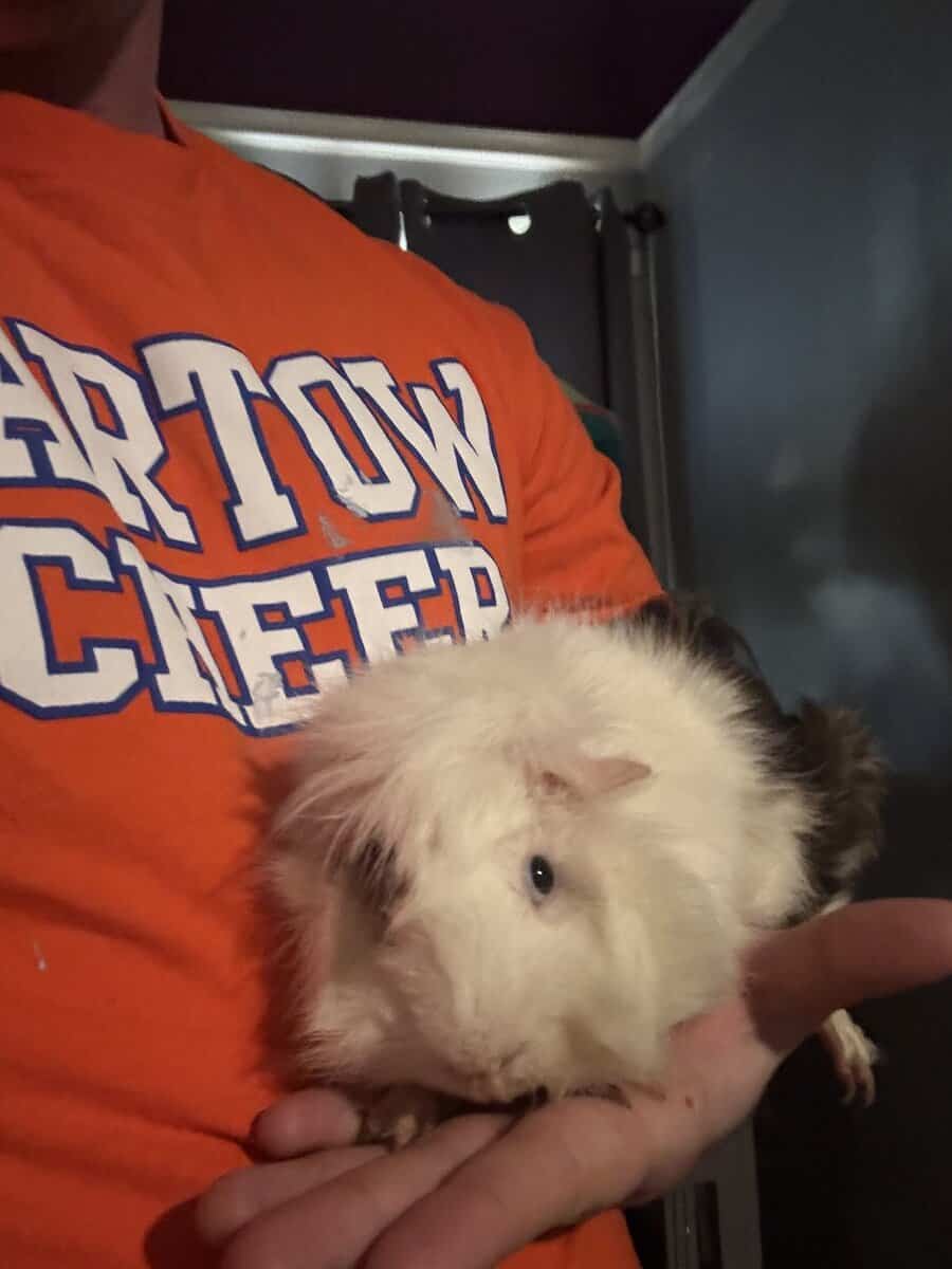 Guinea pig rehoming image 3