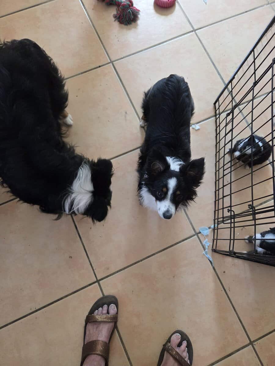 Australian Shepperd Toys image 2