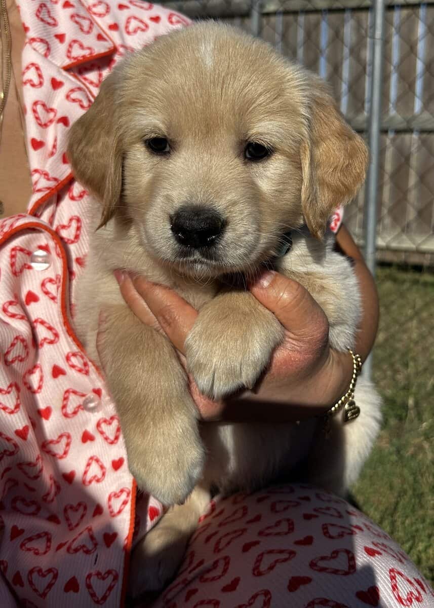 Golden Retriever Puppies image 5
