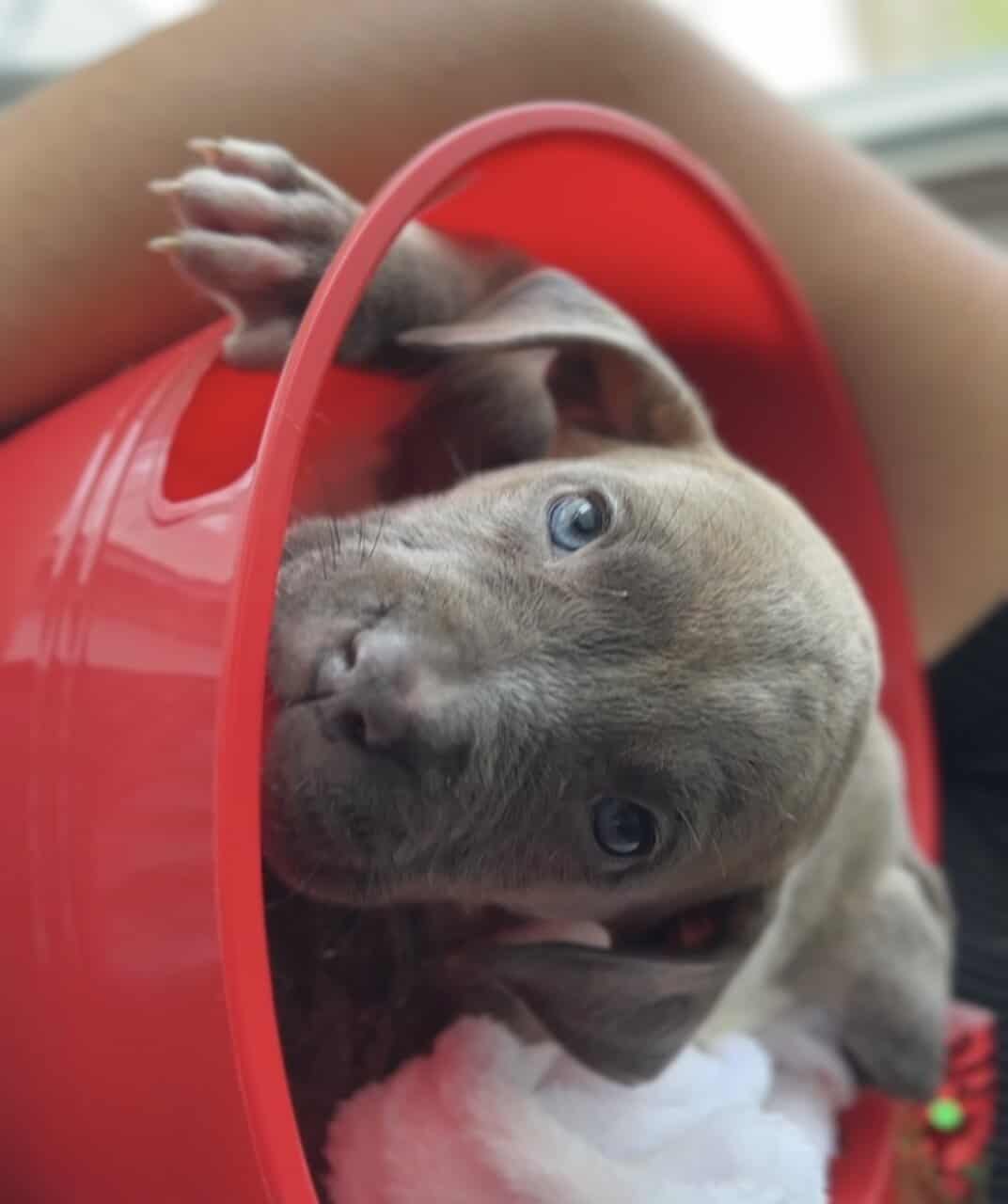 Pitbull puppies 1 girl 2 boys image 2
