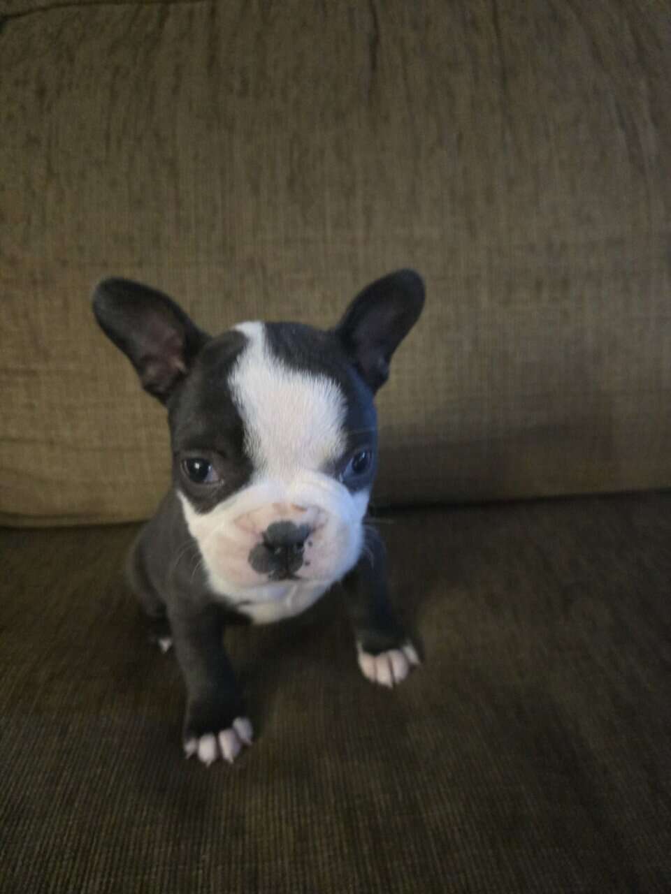Frenchie Pups available for rehoming image 3