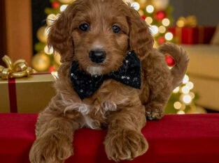SNOOPY CHRISTMAS PUPPY!