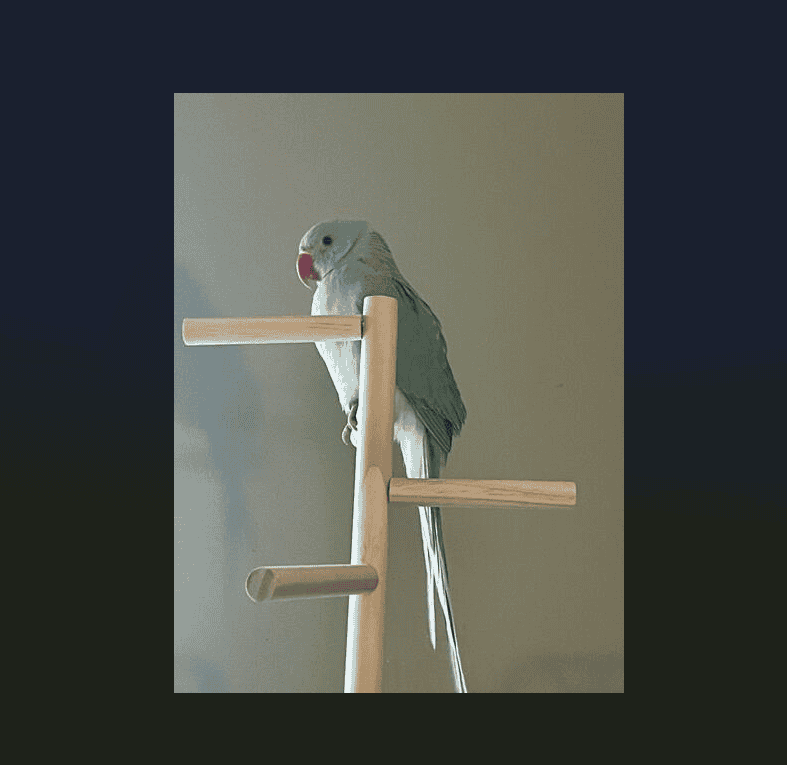 Indian Ringneck Parakeet image 5