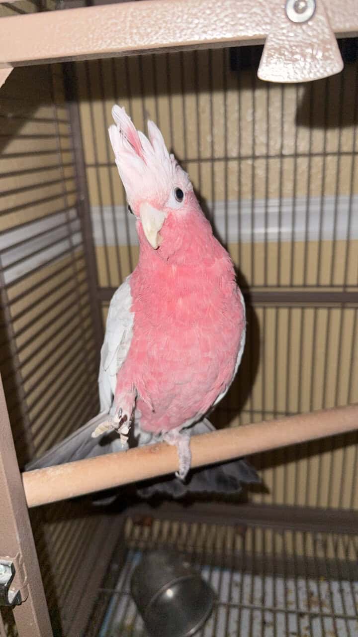 Rose breasted cockatoo / Galah cockatoo image 1