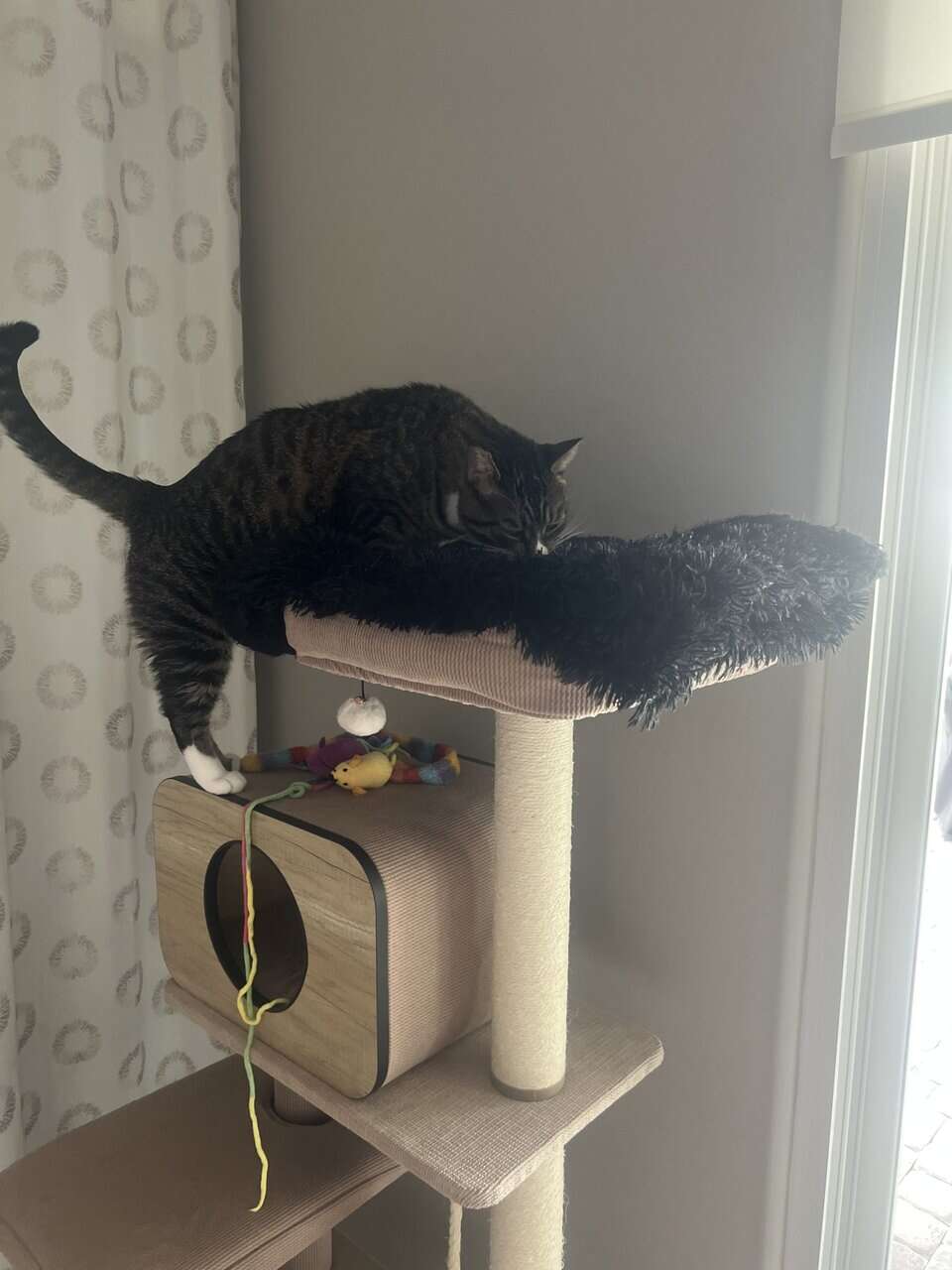 Needing a home for my Cat image 3