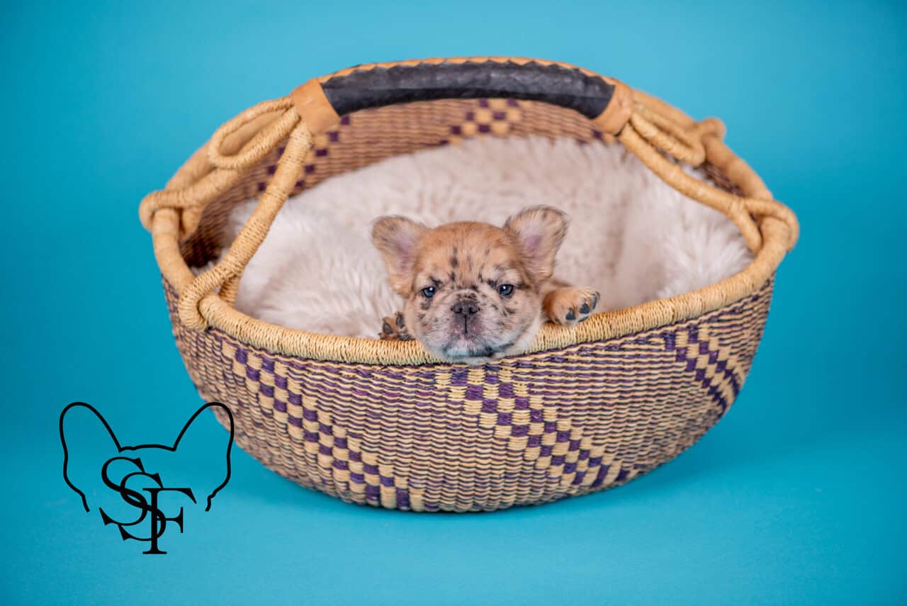 French Bulldog Puppies image 3