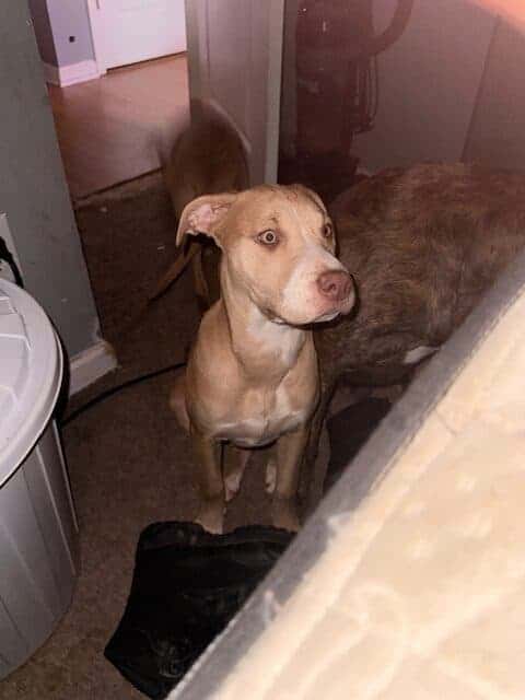 Pitbull Terrier/Pitshi image 1