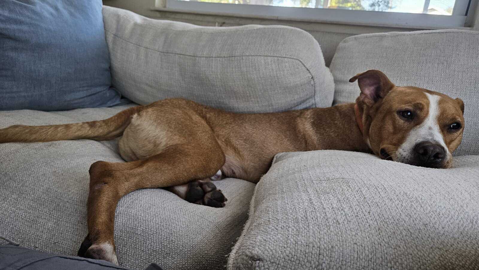 2yr Old Pit Mix Rescue Boy Needs Home image 7