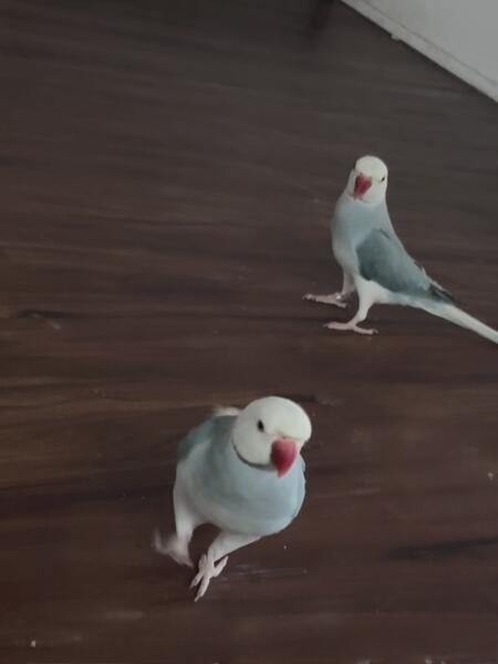 Indian Ringneck Parakeets image 8