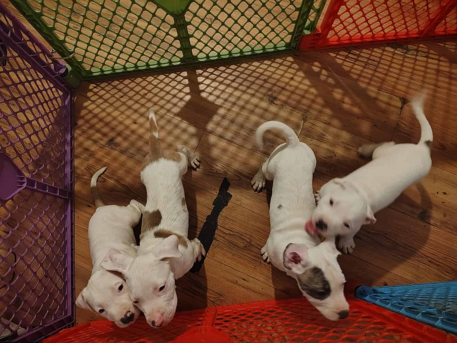 Rehoming-pitbull puppies image 10
