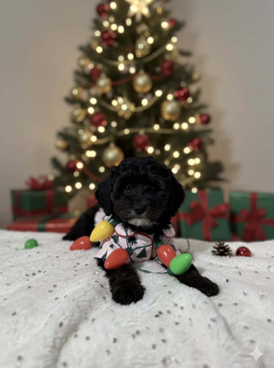 Meet Abbey — The Sweetest Little Girl! 💕🐾 image 1