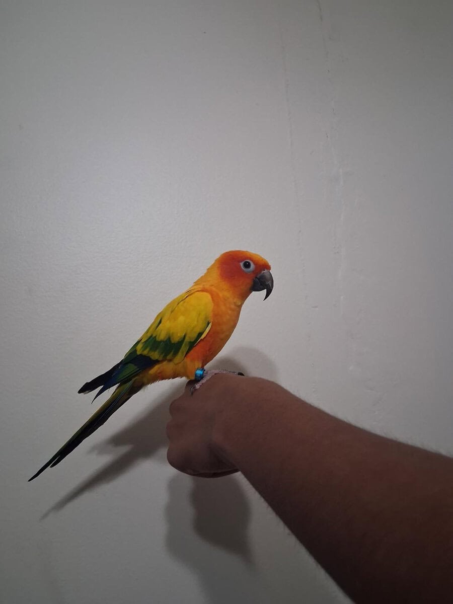 Full tame sun conure image 1