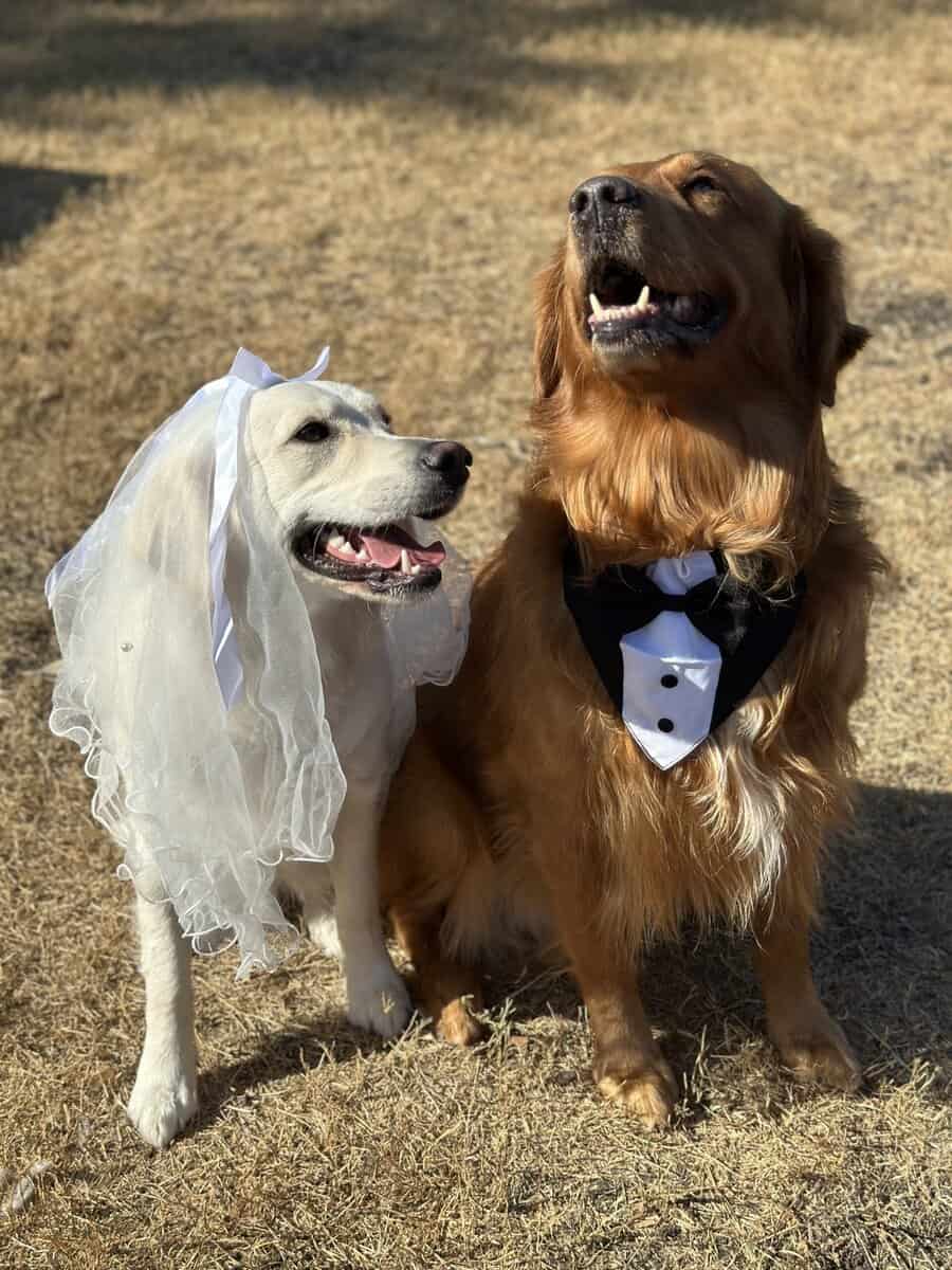 Golden Retriever Puppies image 10