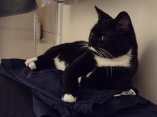 Cooper – Super Sweet 1 year old Deaf Male Cat