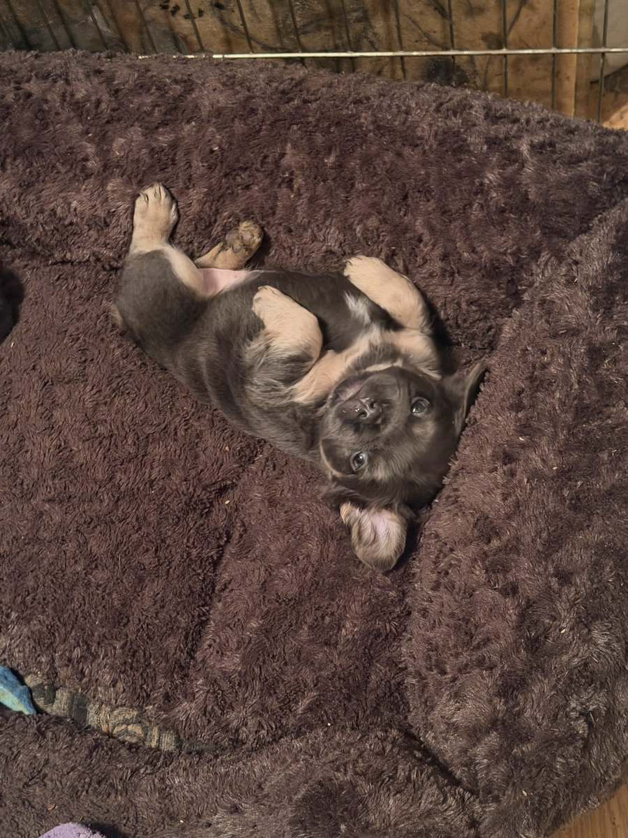 AKC female Fluffy French bulldog puppy image 4
