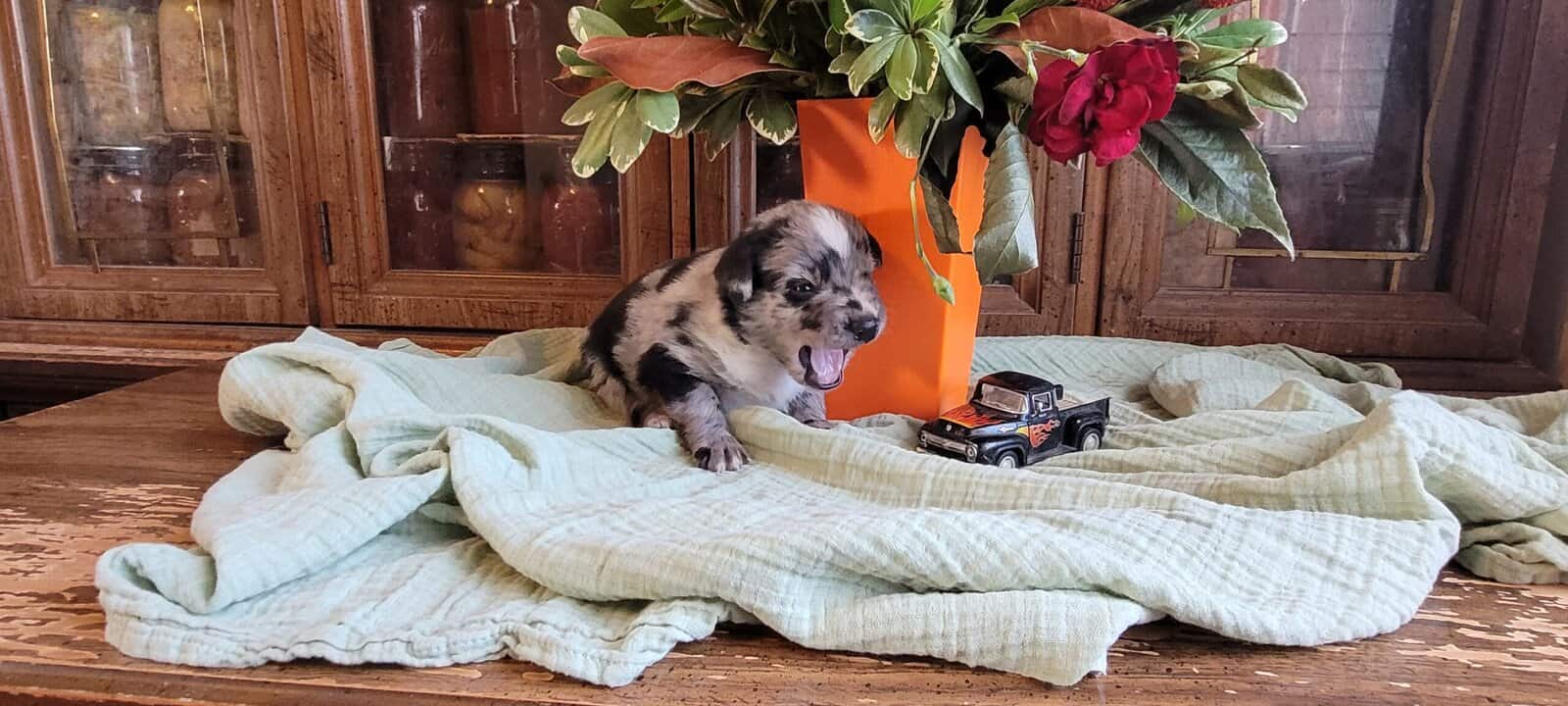 Aussie Puppies image 11