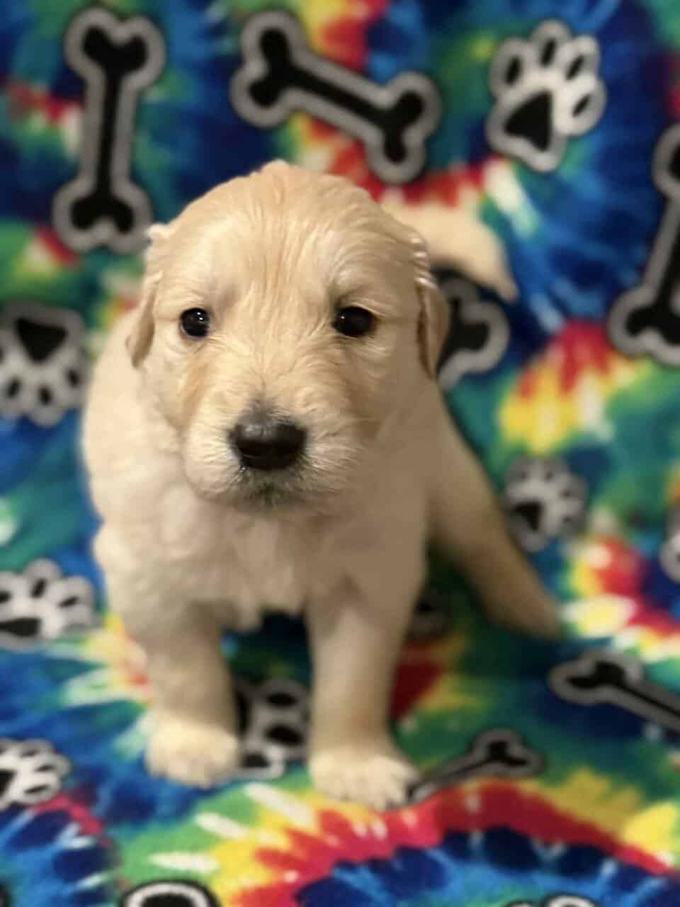 Golden Retriever Puppies image 4