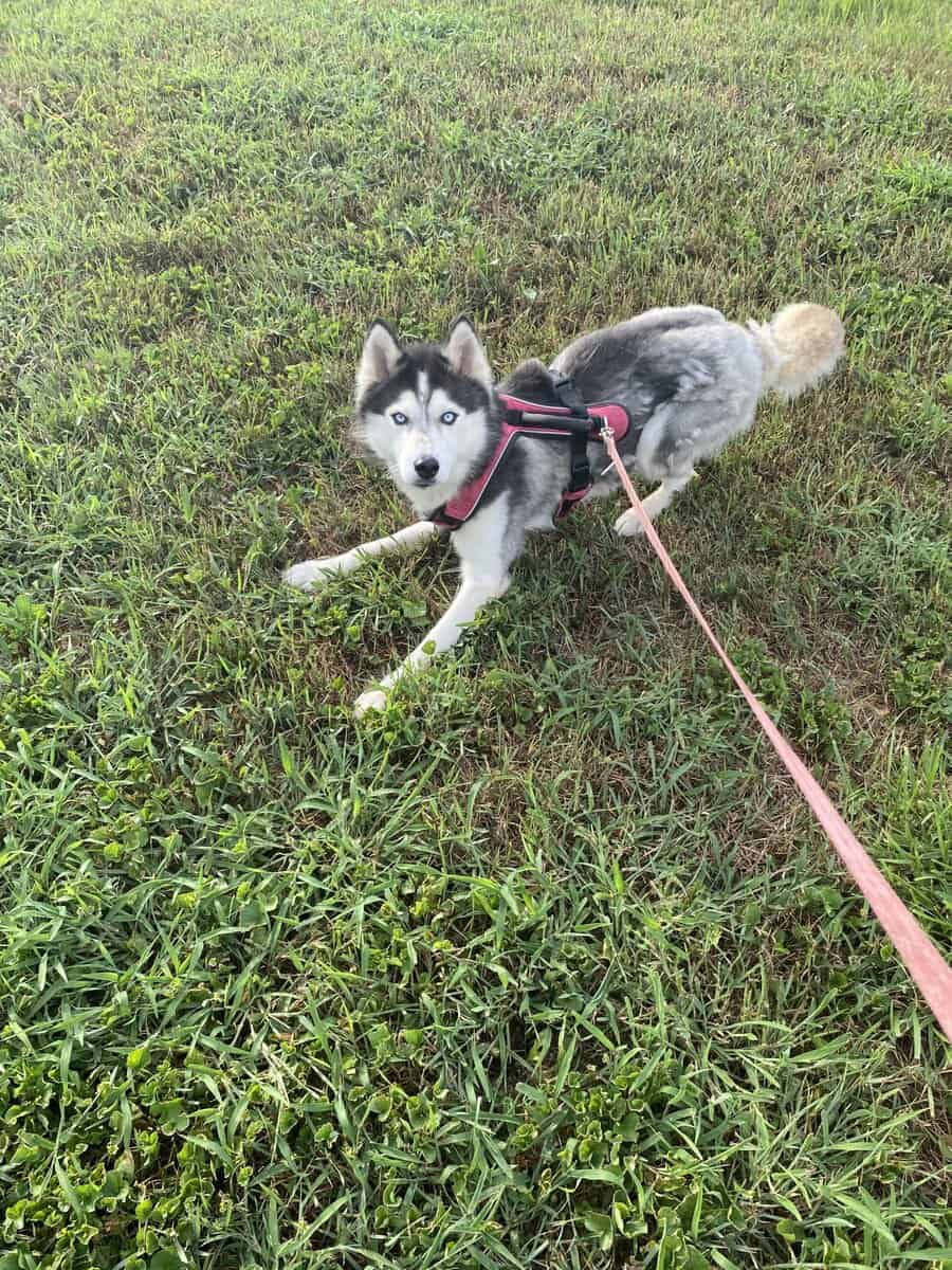 2 Huskies image 1