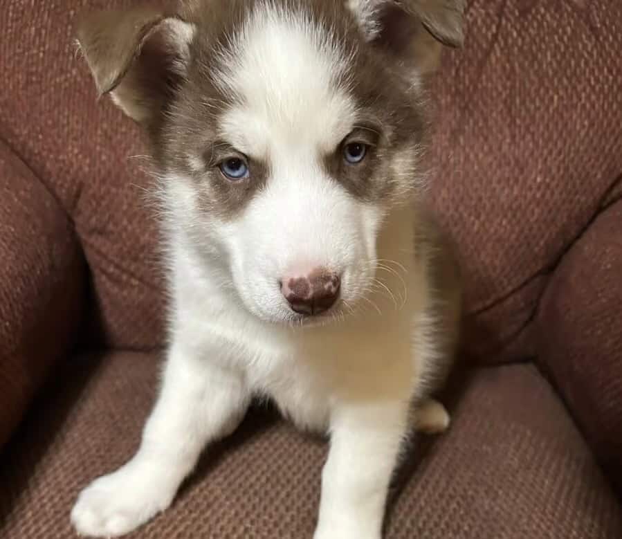 Red Siberian huskies puppies image 1