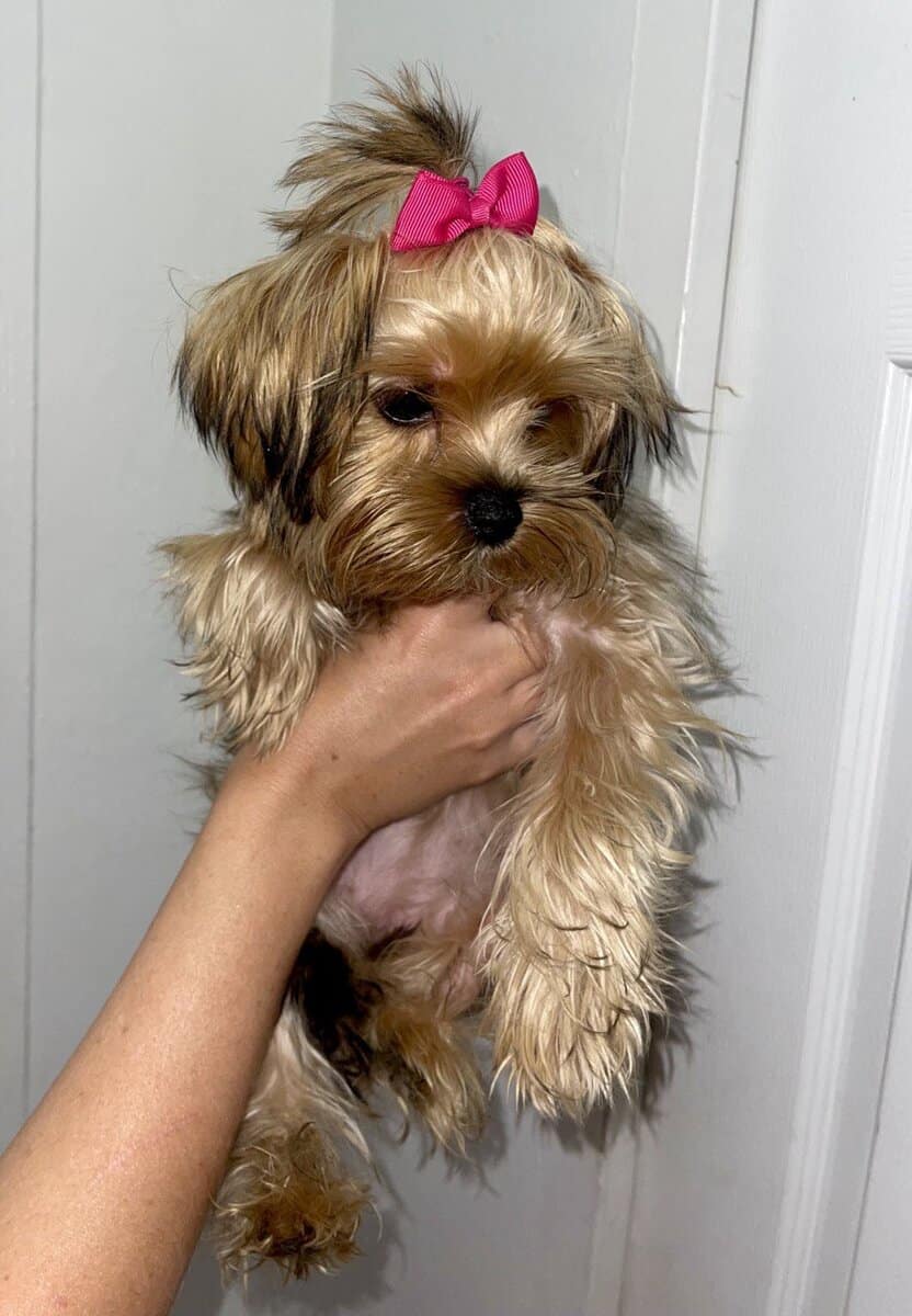 Merle Yorkies image 4