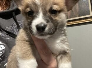 AKC pembroke welsh corgi male