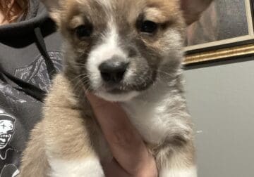 AKC pembroke welsh corgi male