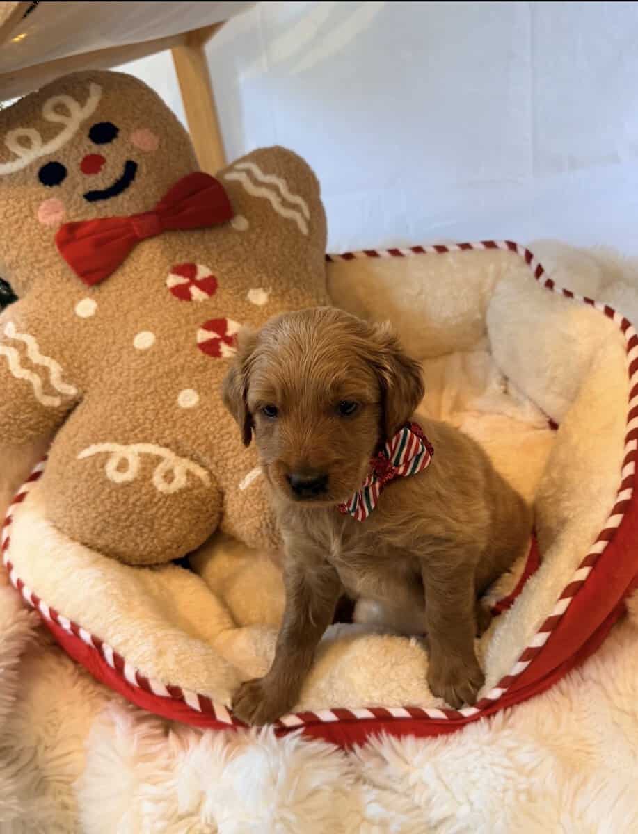 mini golden doodle puppies for sale image 10