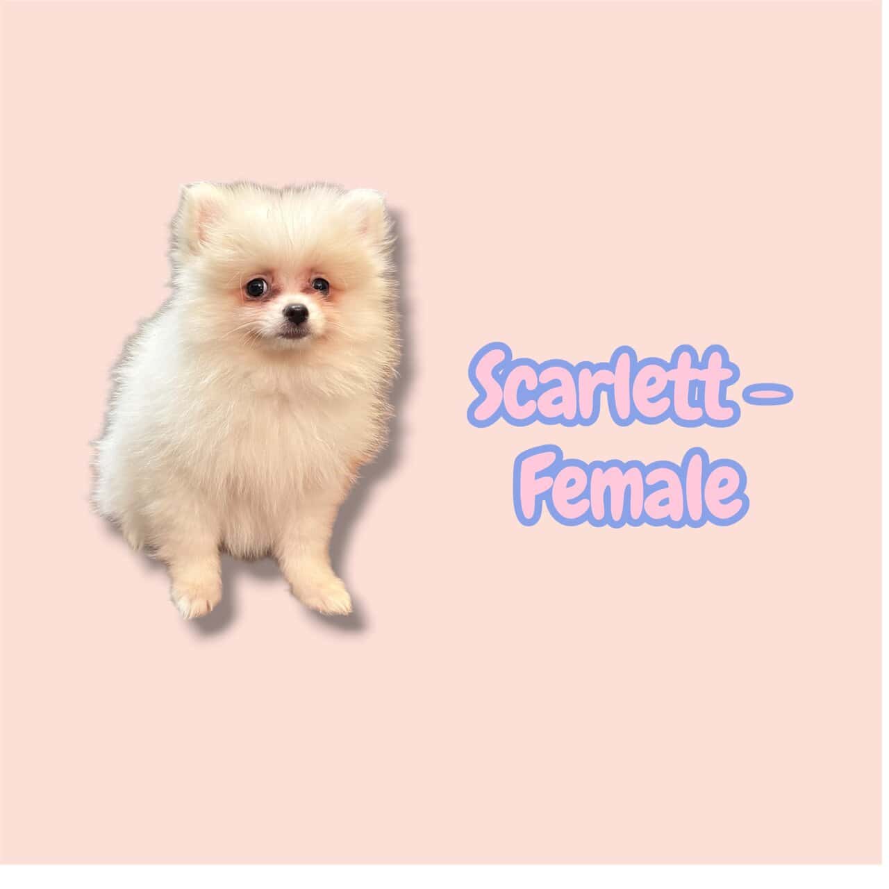 Pomeranian Puppies – Ready for Their New Homes image 2