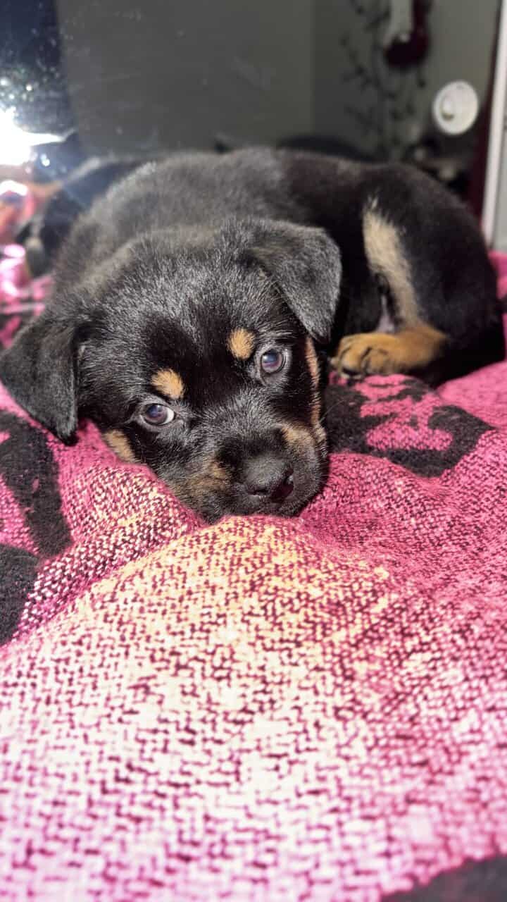 High End Designer Pups image 4