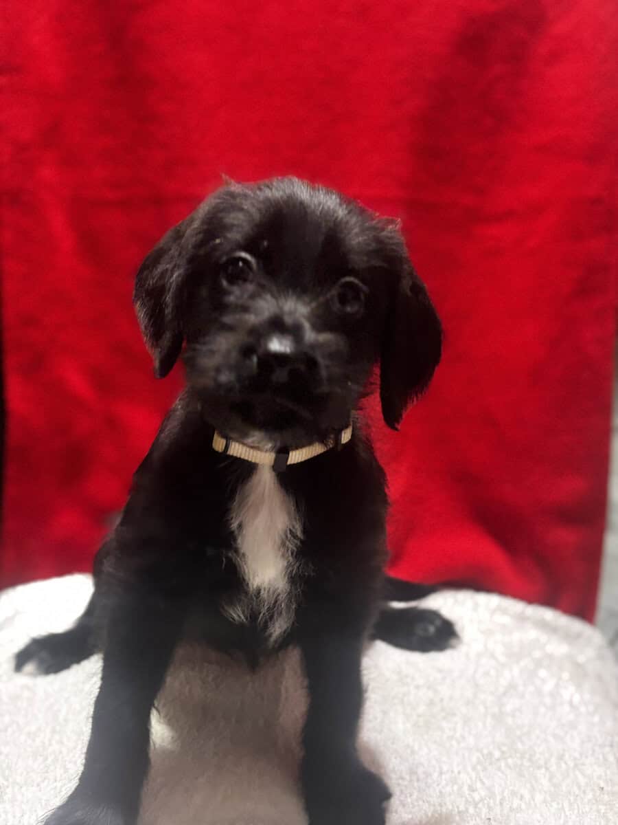 puppies looking for homes image 4