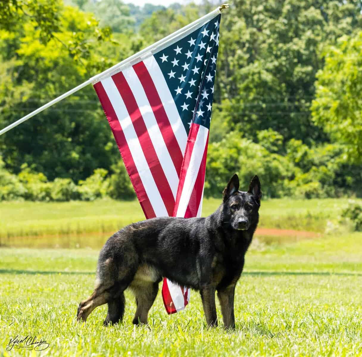 AKC German Shepherd image 3