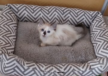 Ragdoll Male, Seal point bi-color