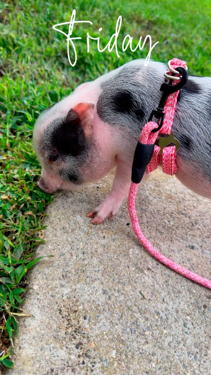 Mini Pot Belly Pig image 1