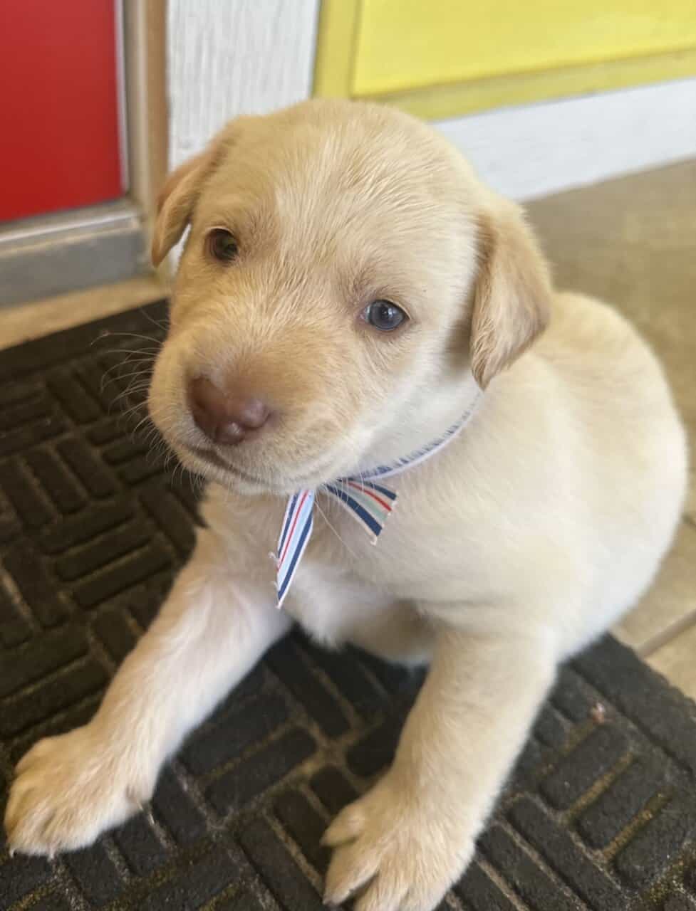 Labrador puppies image 3