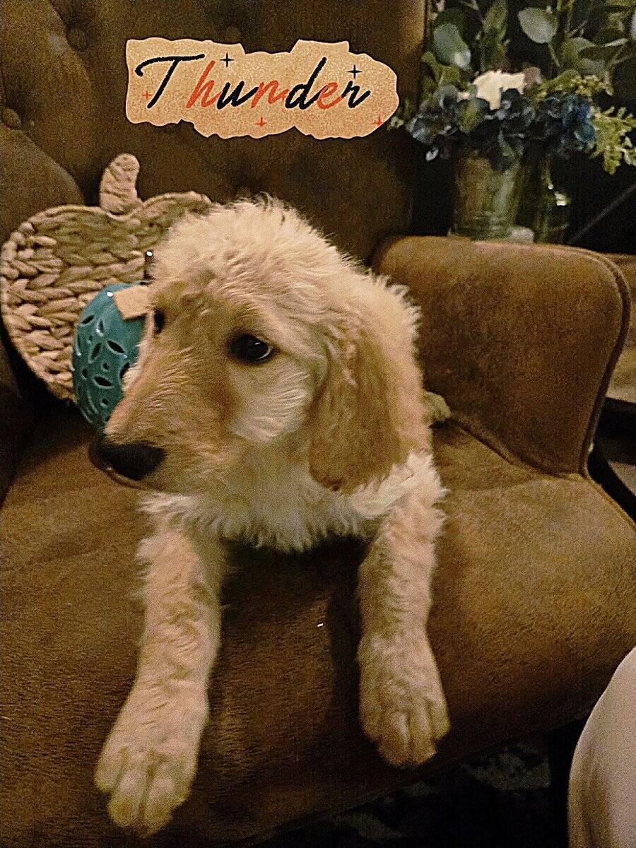 Good As Goldendoodles 2 image 1