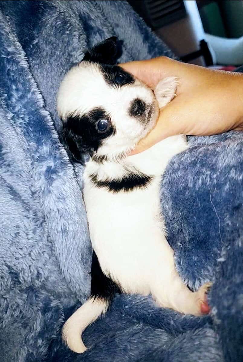 Longhair teacup chihuahua image 1
