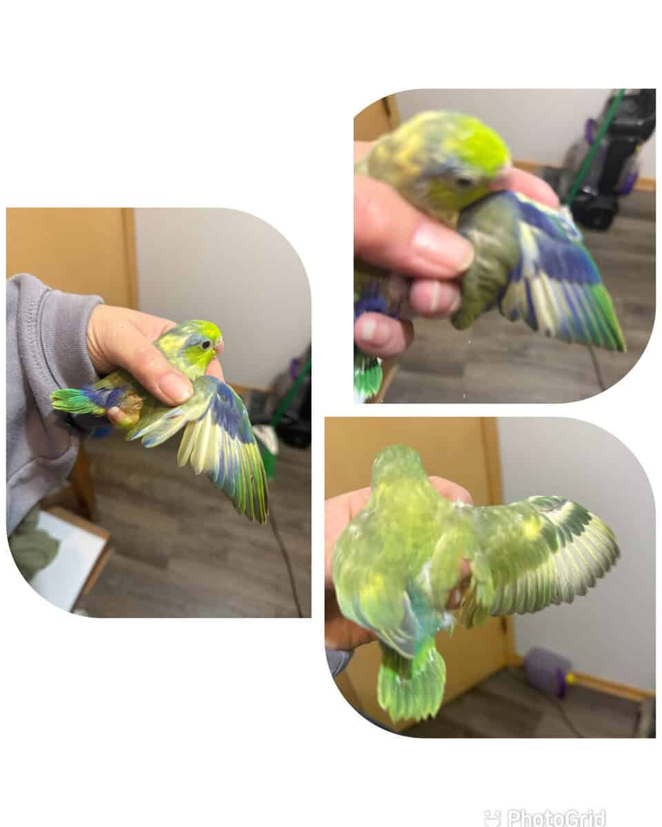 Parrotlets image 1