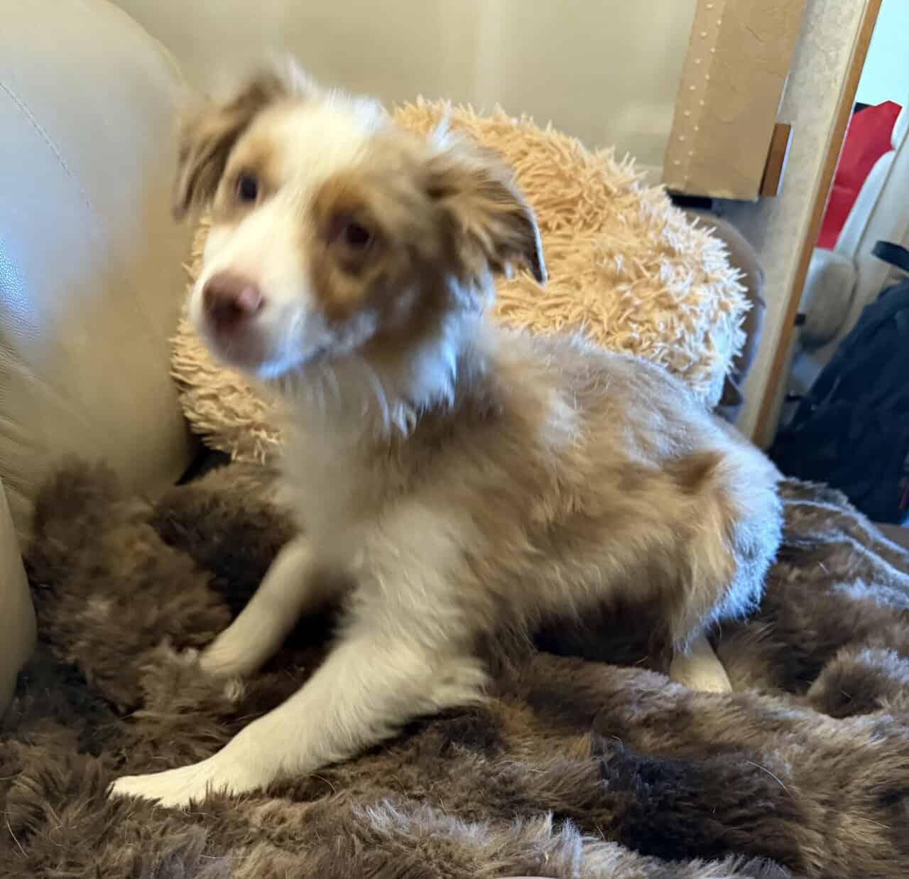 Miniature Australian Shepherd image 2