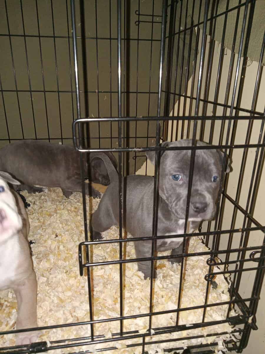 Pocket bully Blue pit bull puppies image 2
