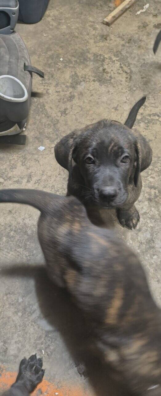 Cane Corso mix dobershepherd image 1