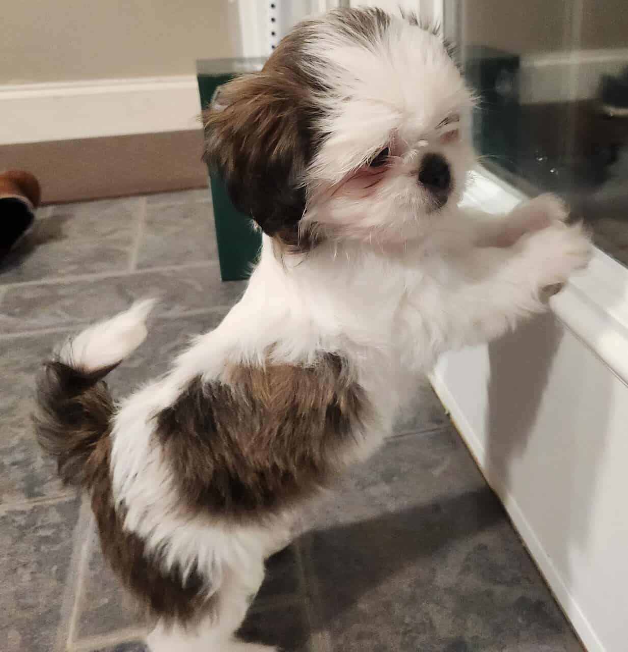 Shih Tzus For Sale image 2