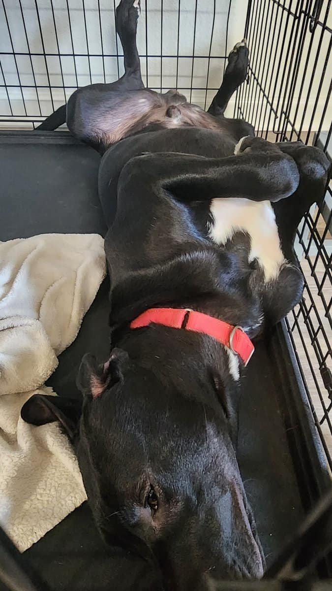 Adorable puppy mix with love to give image 1