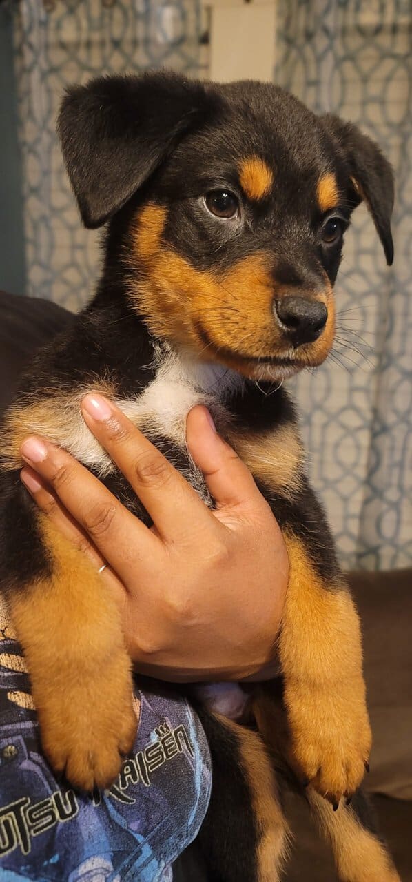 Puppies For Sale image 3