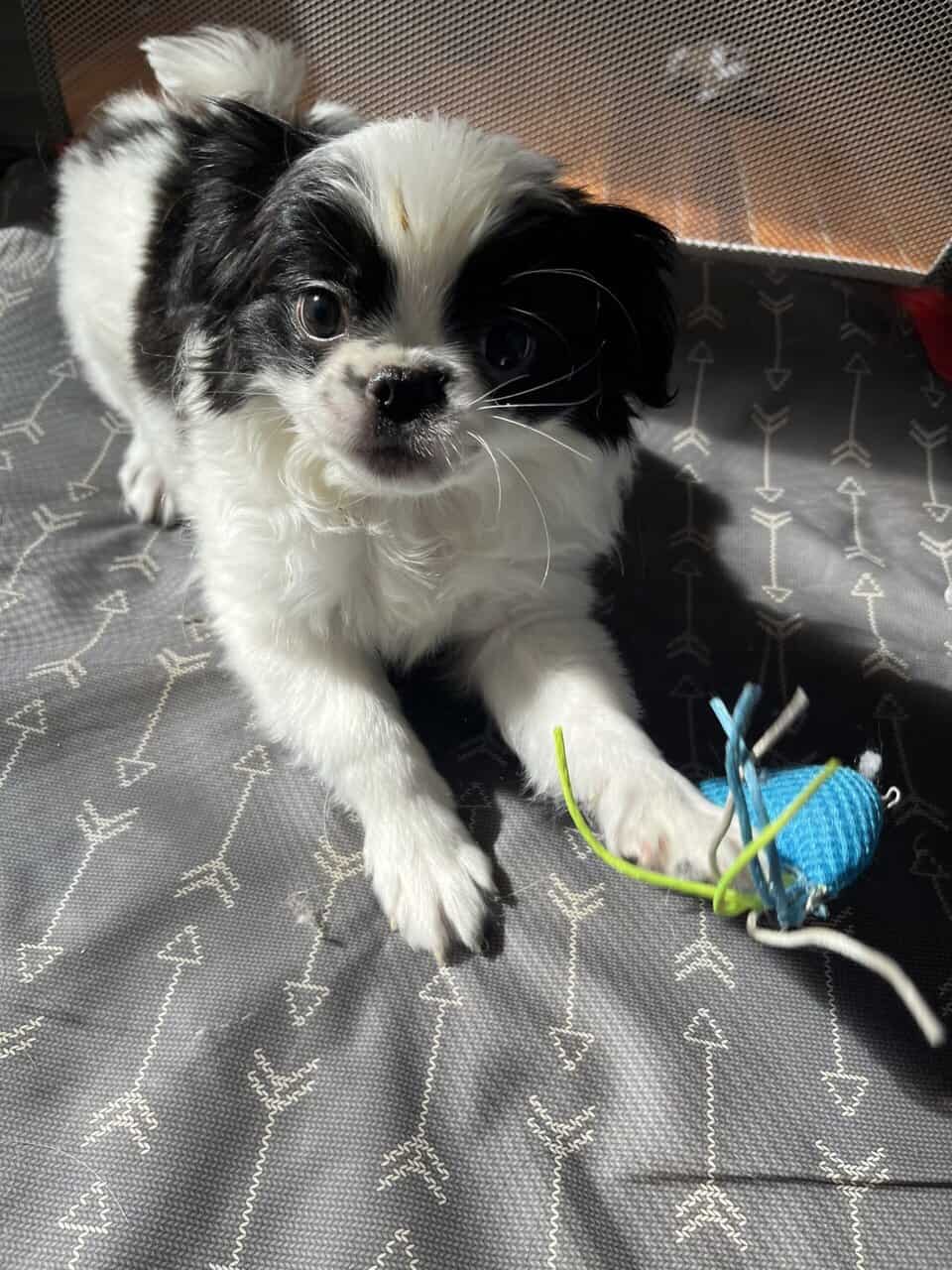 Japanese chin puppies ready 11/22/25 image 4