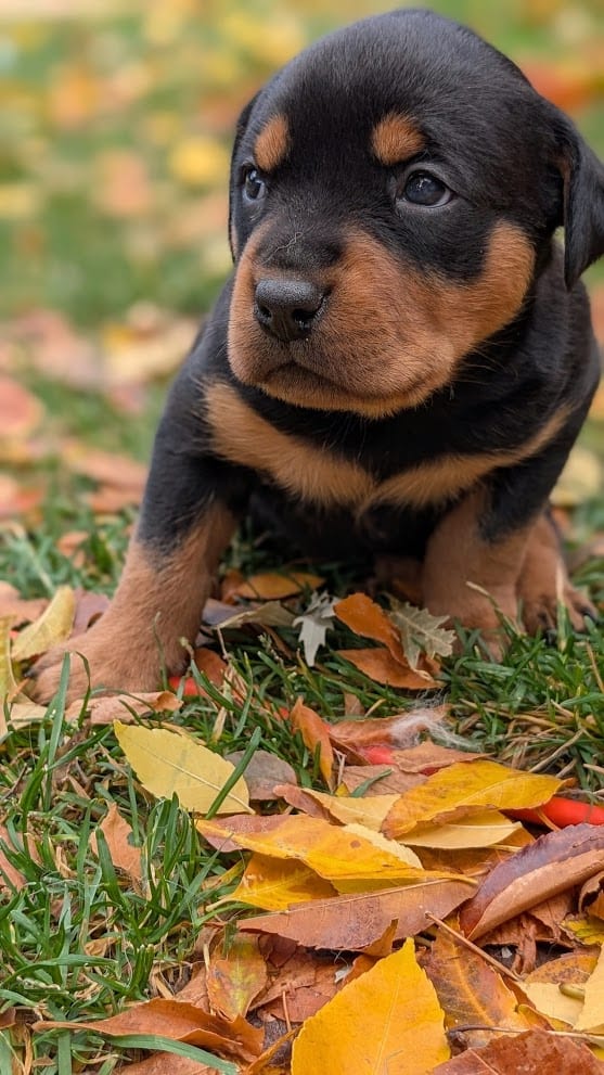 Rottweiler/English Bulldog Mix Puppies Ready Nov14 image 2