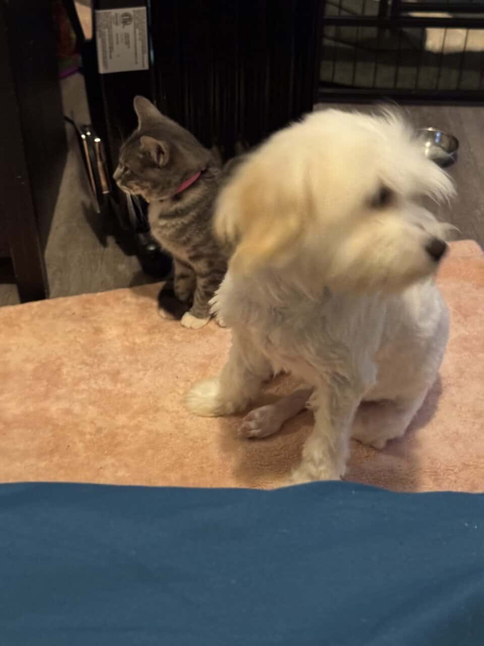 Bichon frisée/Poodle image 2