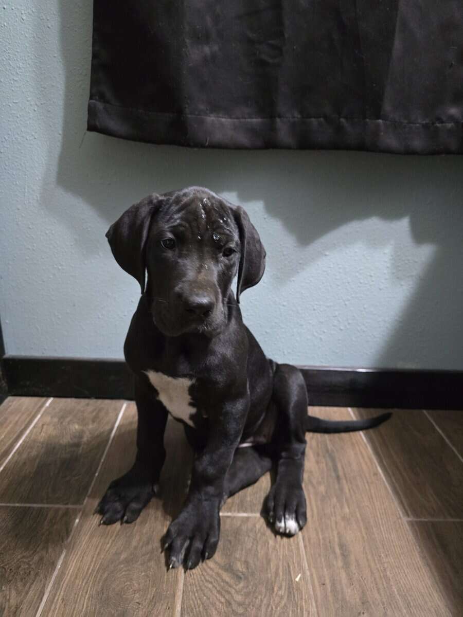 Great Dane puppies image 2