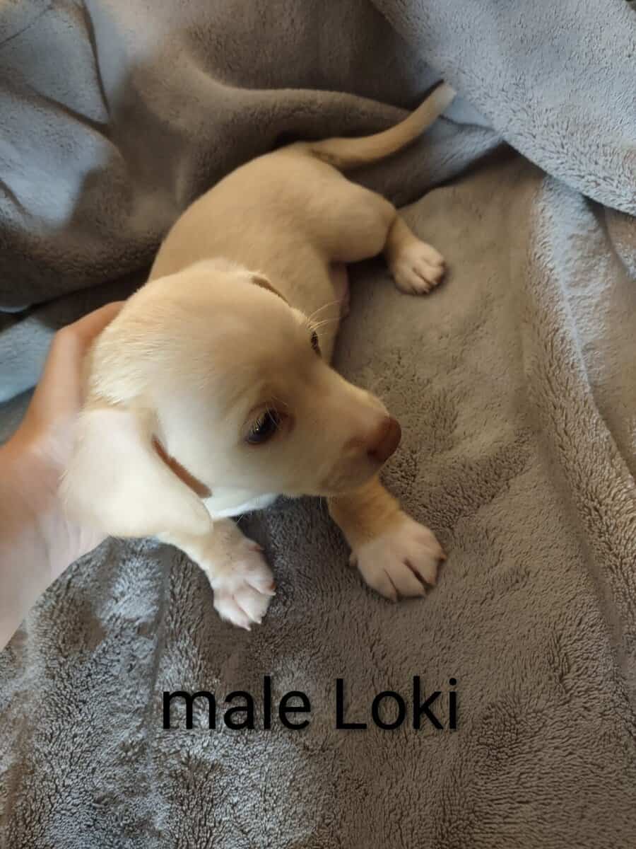 Chiweenie mix puppy image 3
